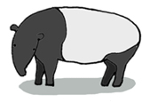 Malayan Tapir