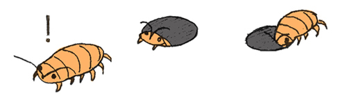 オオグソクムシ