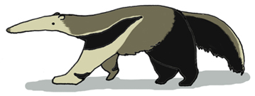 Giant Anteater