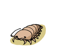 オオグソクムシ
