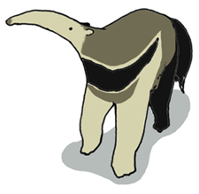 Giant Anteater